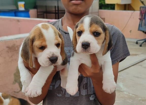 beagle dog breeder in kolkata