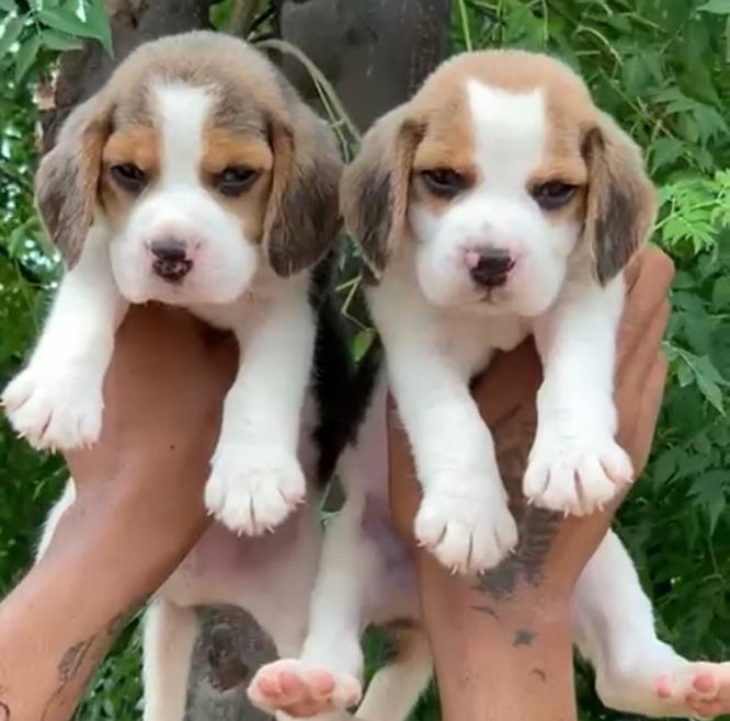 Beagle-3M