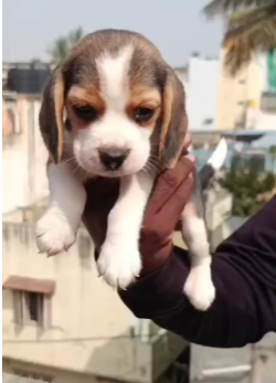 Beagle dog price in Balewadi-Pune