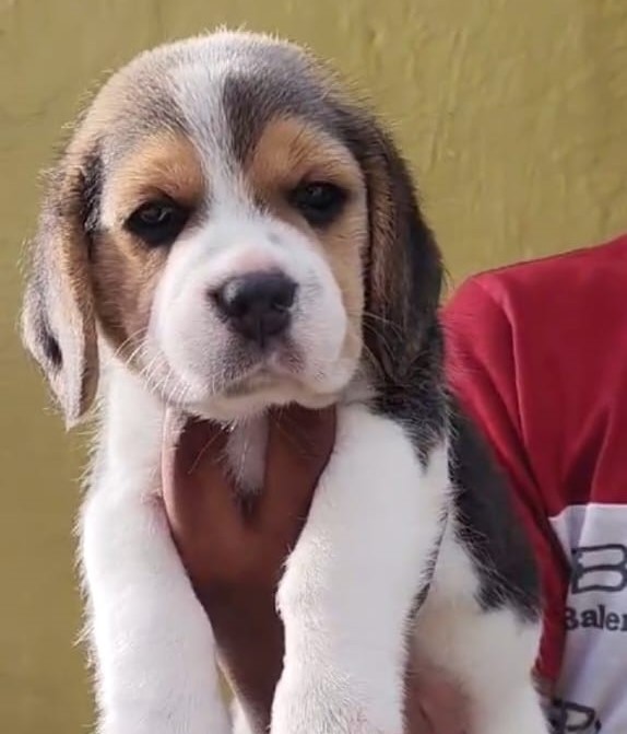 Beagle Puppies price in pune