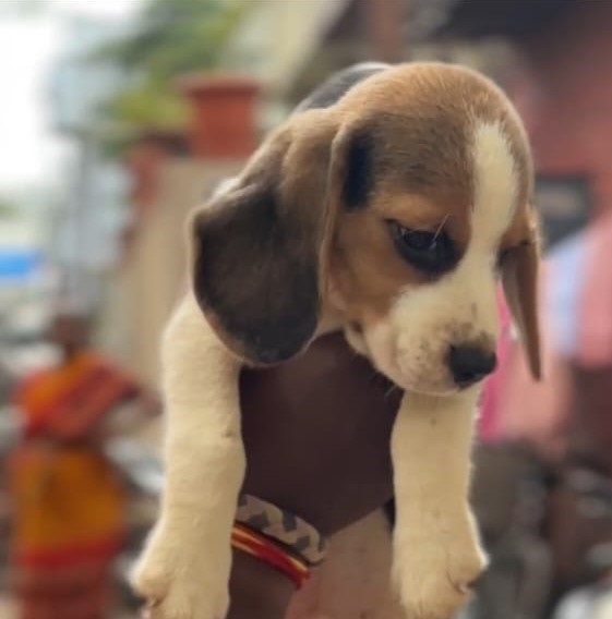 Beagle dog price in Pune