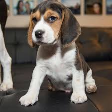 Beagle breed price in Pune