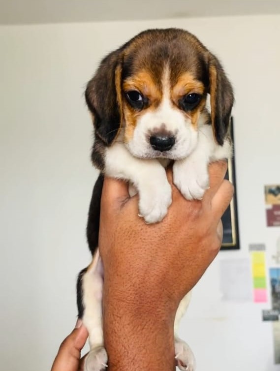 Beagle male puppy price in Pune