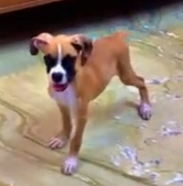 Boxer male puppy price in Ahmedabad