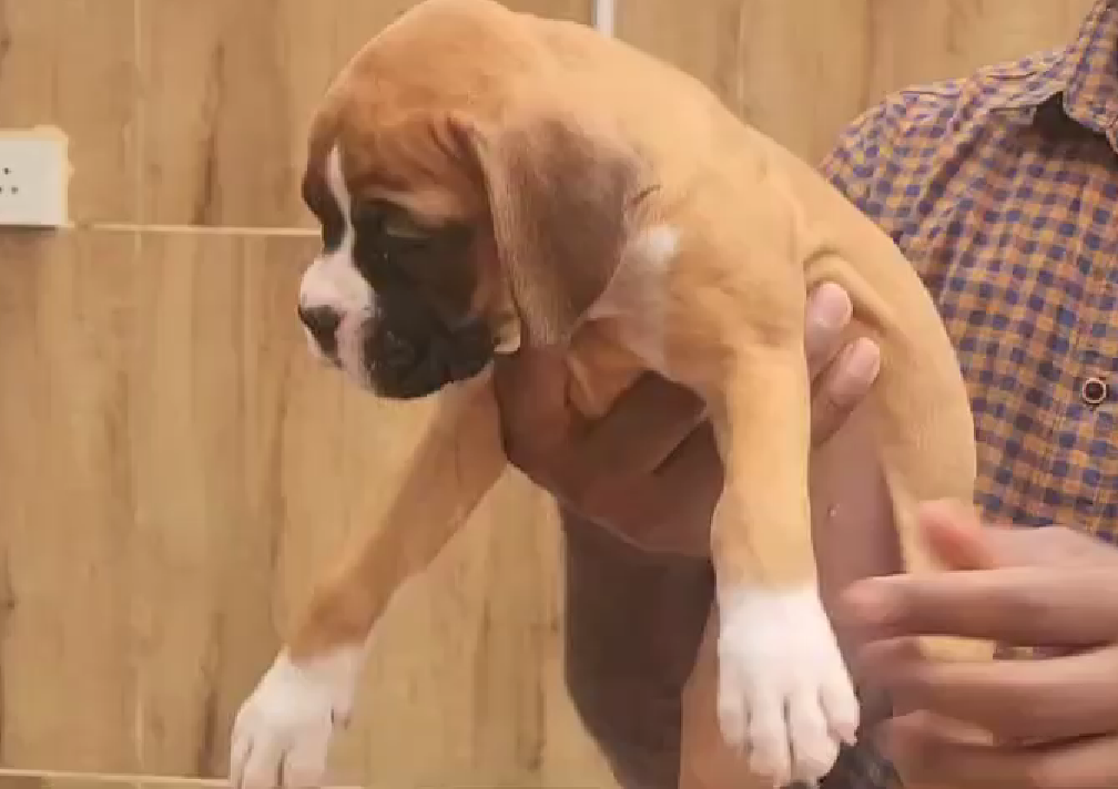 Buy Boxer puppy online in Ahmedabad