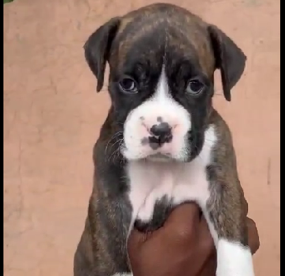 Boxer dog price in Ahmedabad