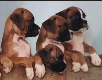 Boxer dog kennel in Ahmedabad