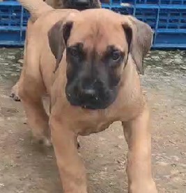 Boxer dog price in Bangalore