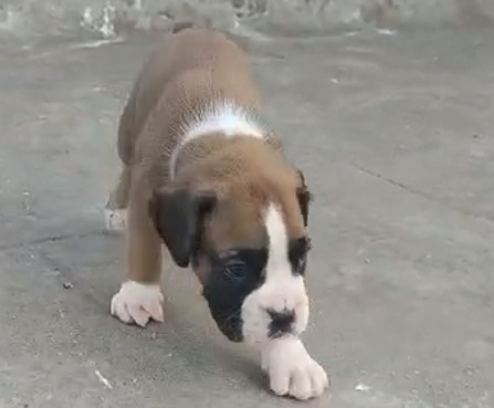 Boxer dog for sale in Bangalore