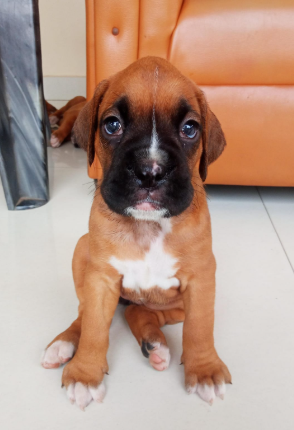 Boxer puppy for sale in Bangalore
