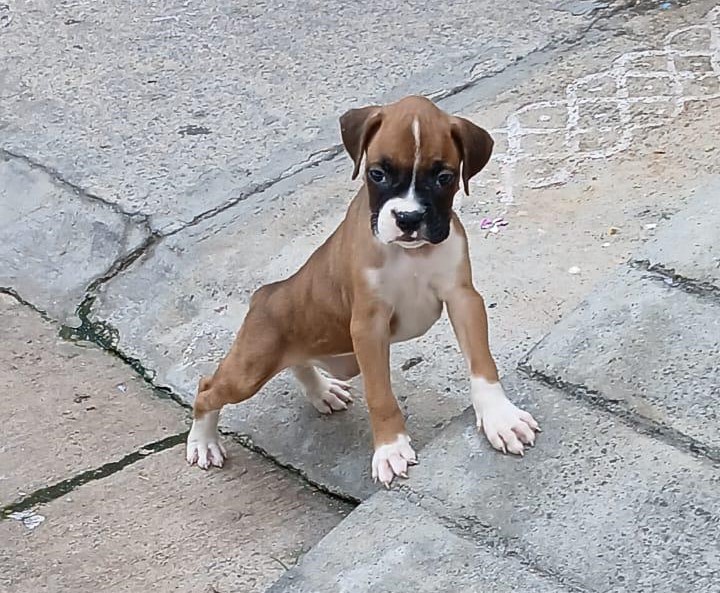 Boxer Dogs for Sale in india