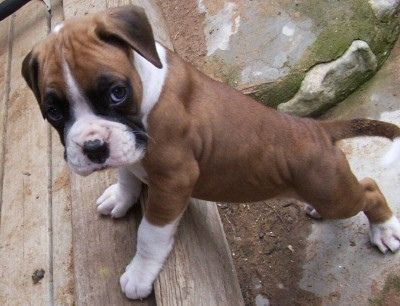 Boxer dog price in India