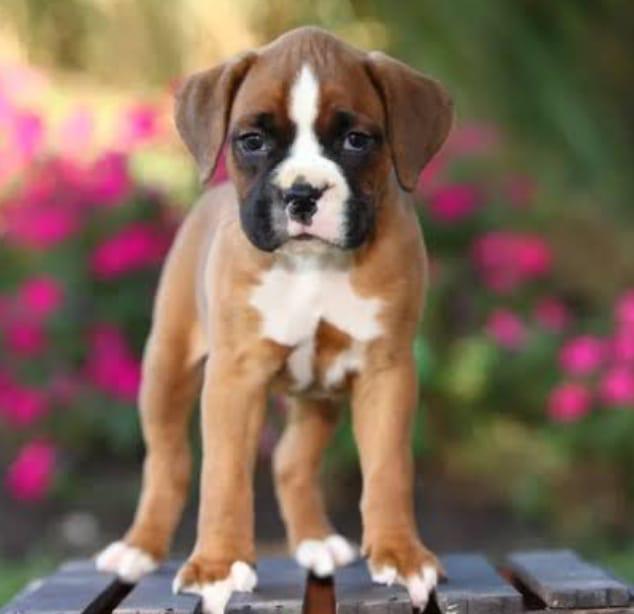 Boxer puppy price in india