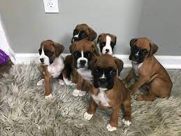 Boxer male puppy price in India