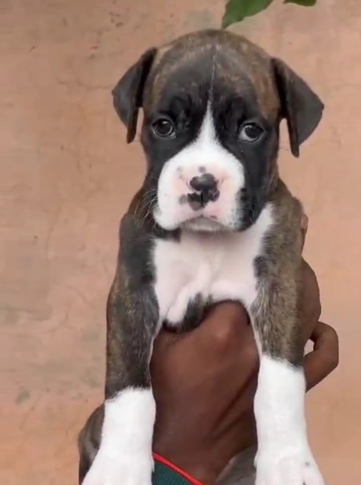 Boxer dog for sale in India