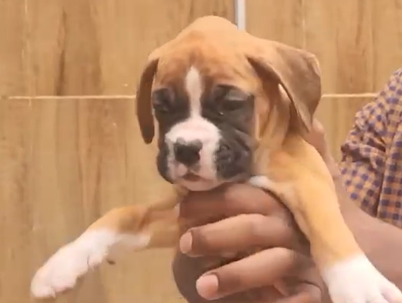 Boxer pet store in India