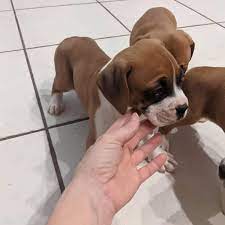 Boxer female puppy price in India