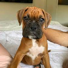 Boxer puppy purchase online in India