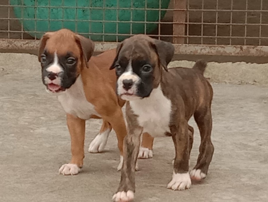 boxer puppy price in kolkata