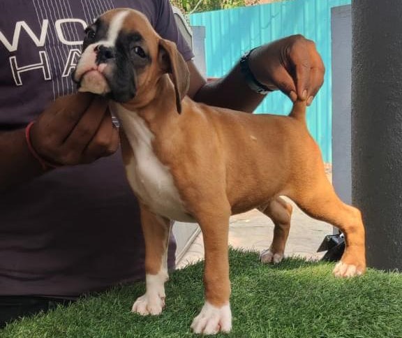 boxer dog breeder in kolkata