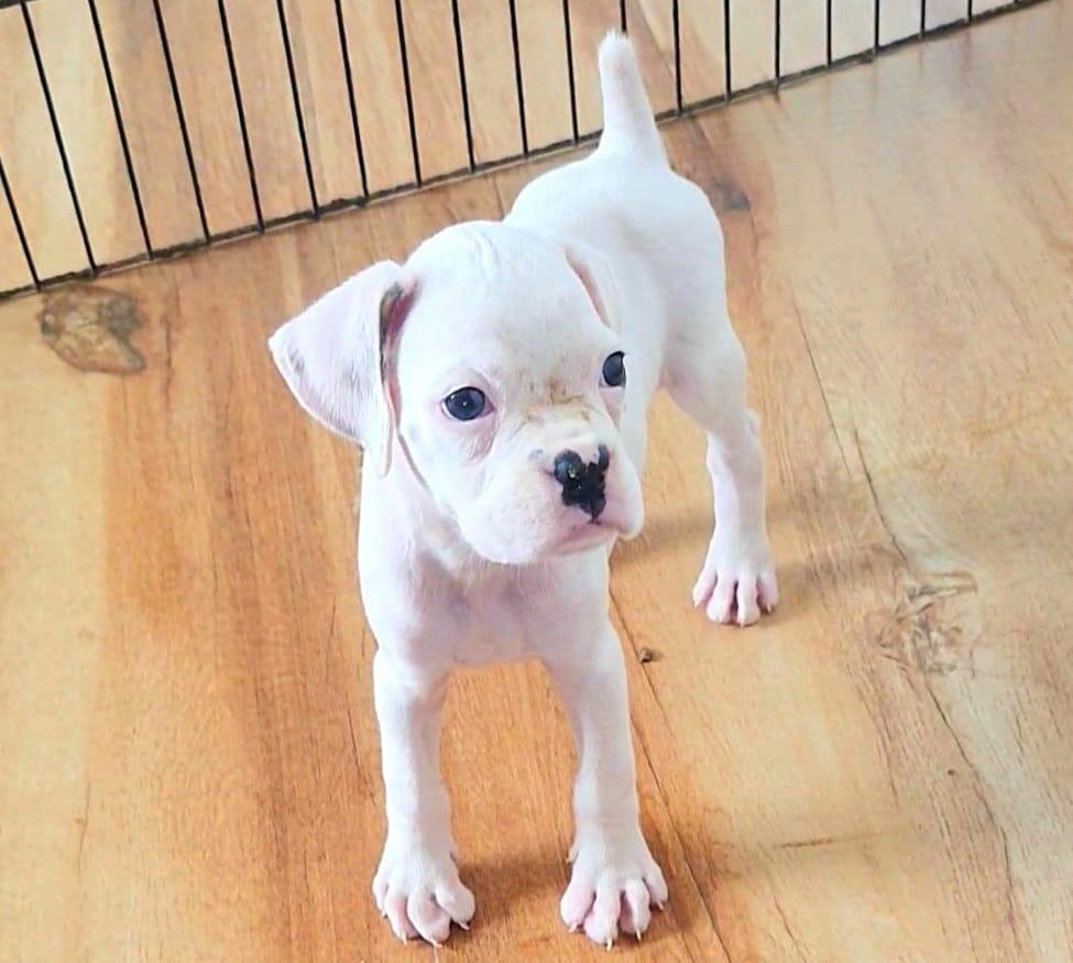 boxer male puppy price in kolkata