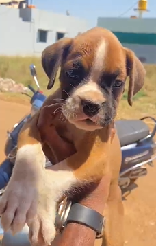 boxer puppy price in pune