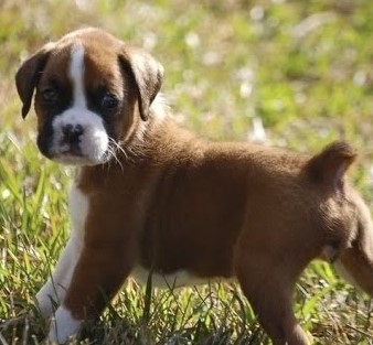 boxer dog price in pune