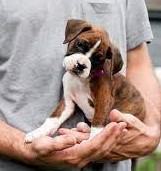 boxer puppy price in pune