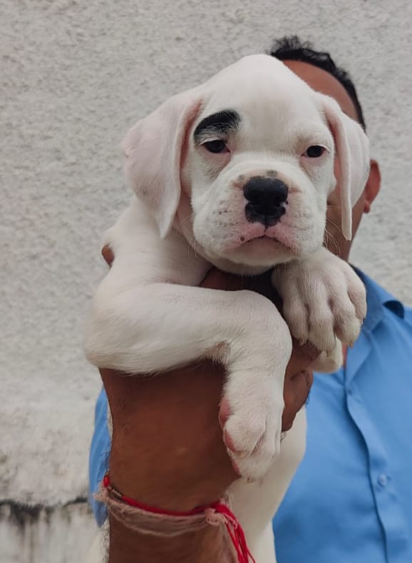 boxer breed price in pume