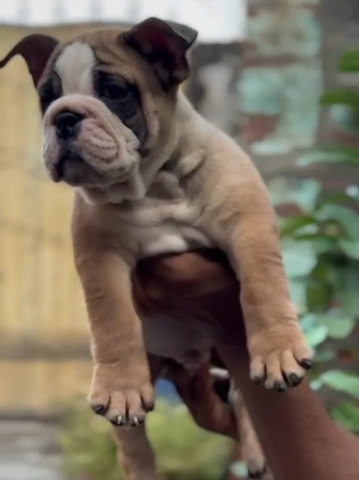 english bulldog price in pune