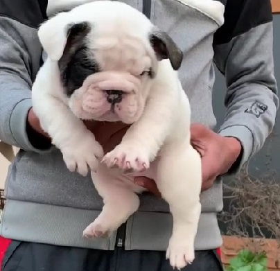 english bulldog puppy price in pune