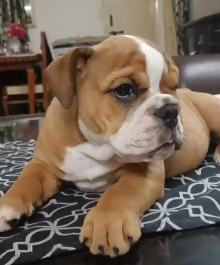 english bulldog for sale online in pune