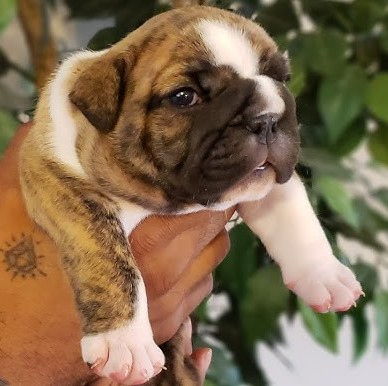 english bulldog minimum cost in pune