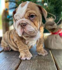 english bulldog breeder in pune