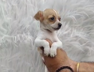 chihuahua puppy price in india