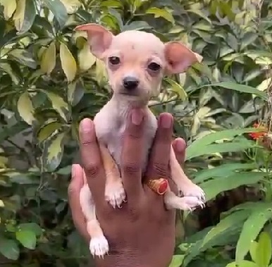 chihuahua dog for sale in india