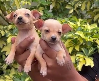 chihuahua puppies for sale in india