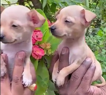 chihuahua dog breeder in india