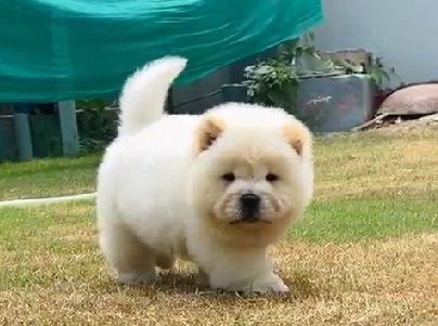 chow chow puppy price in india