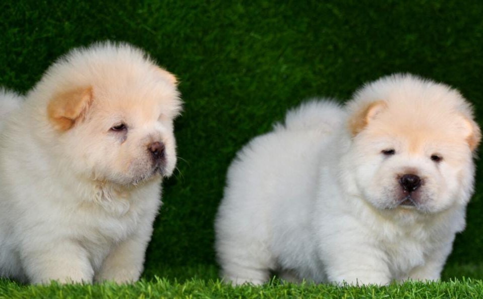 chow chow dog price in india