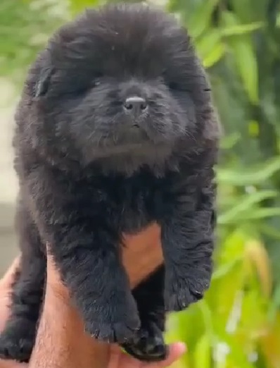 chow chow dog for sale in india