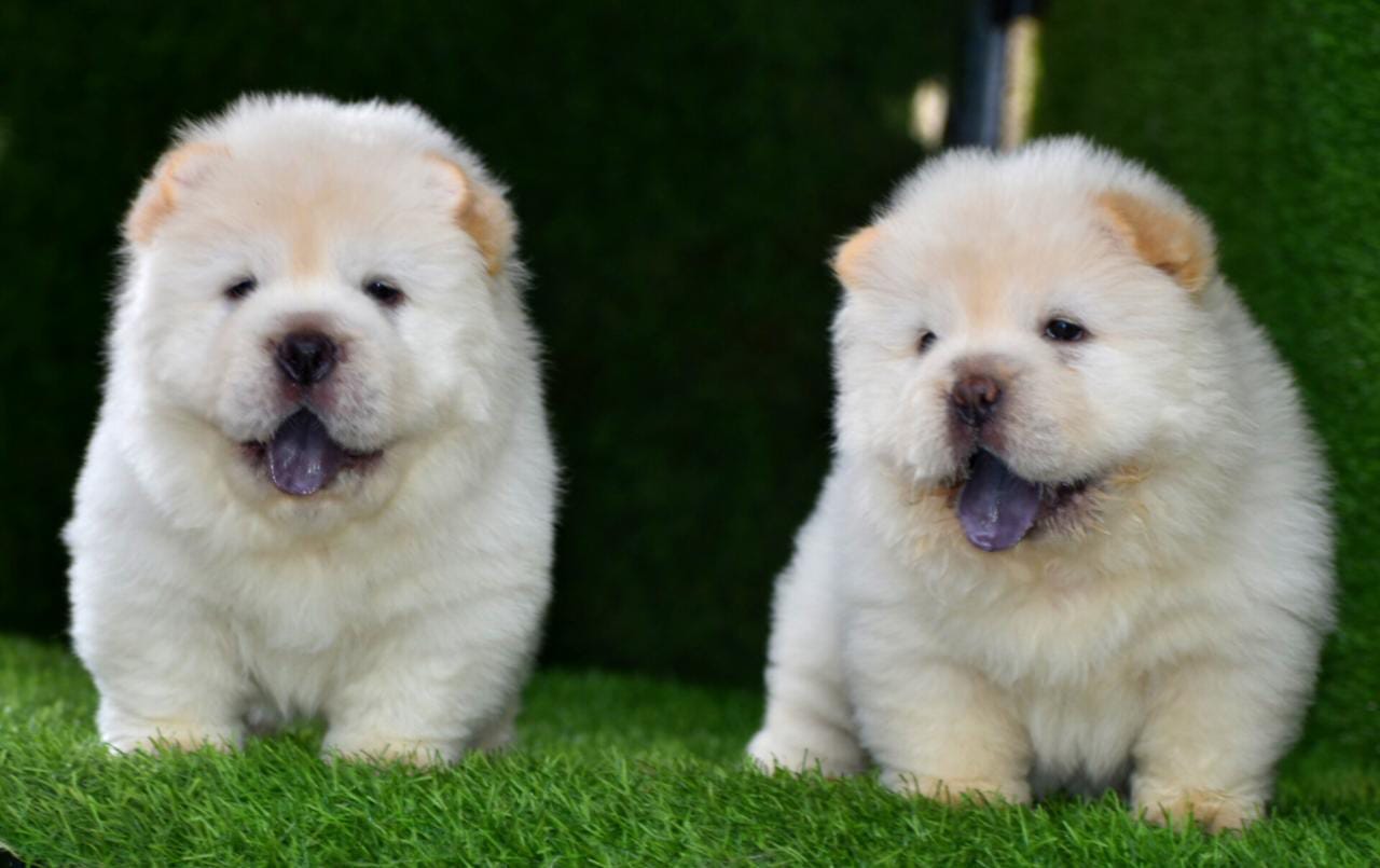 Affordable chow chow for sale best sale