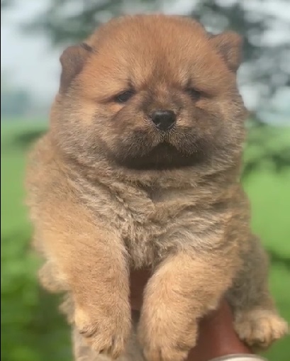 chow chow online purchase in india