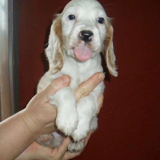 Cocker Spaniel Puppies for sale in your city chennai.