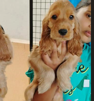 Cocker Spaniel Price In Chennai