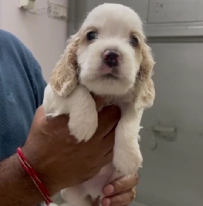 KCI Registered cocker spaniel available at chennai