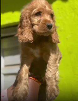 Show Quality Cocker Spaniel price in Chennai