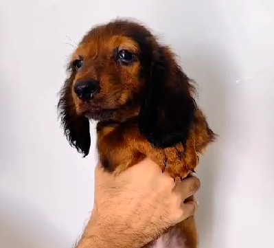 Socialize Cocker Spaniel Puppies Price In Chennai.