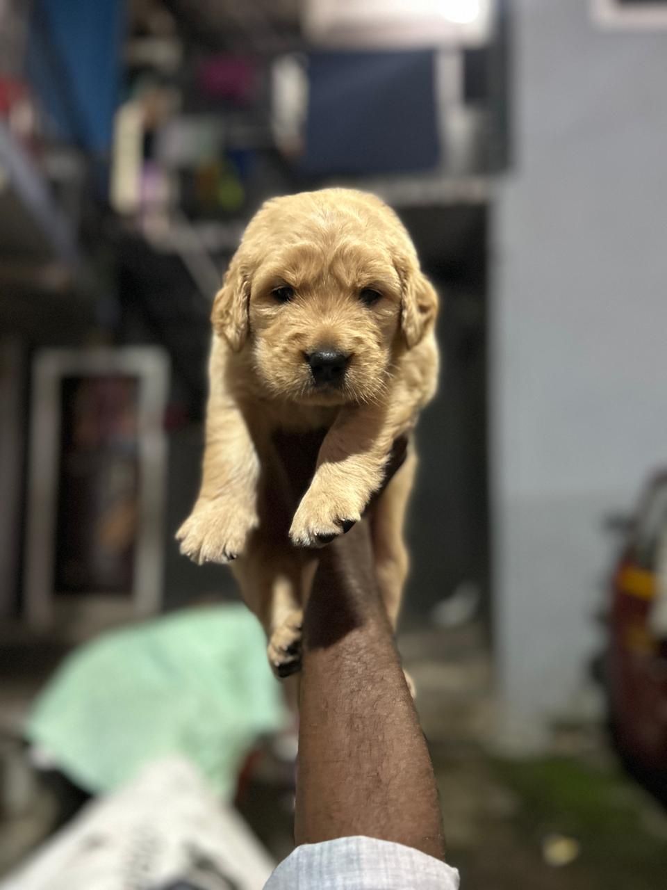 Smart Cocker Spaniel for sale in Hyderabad.