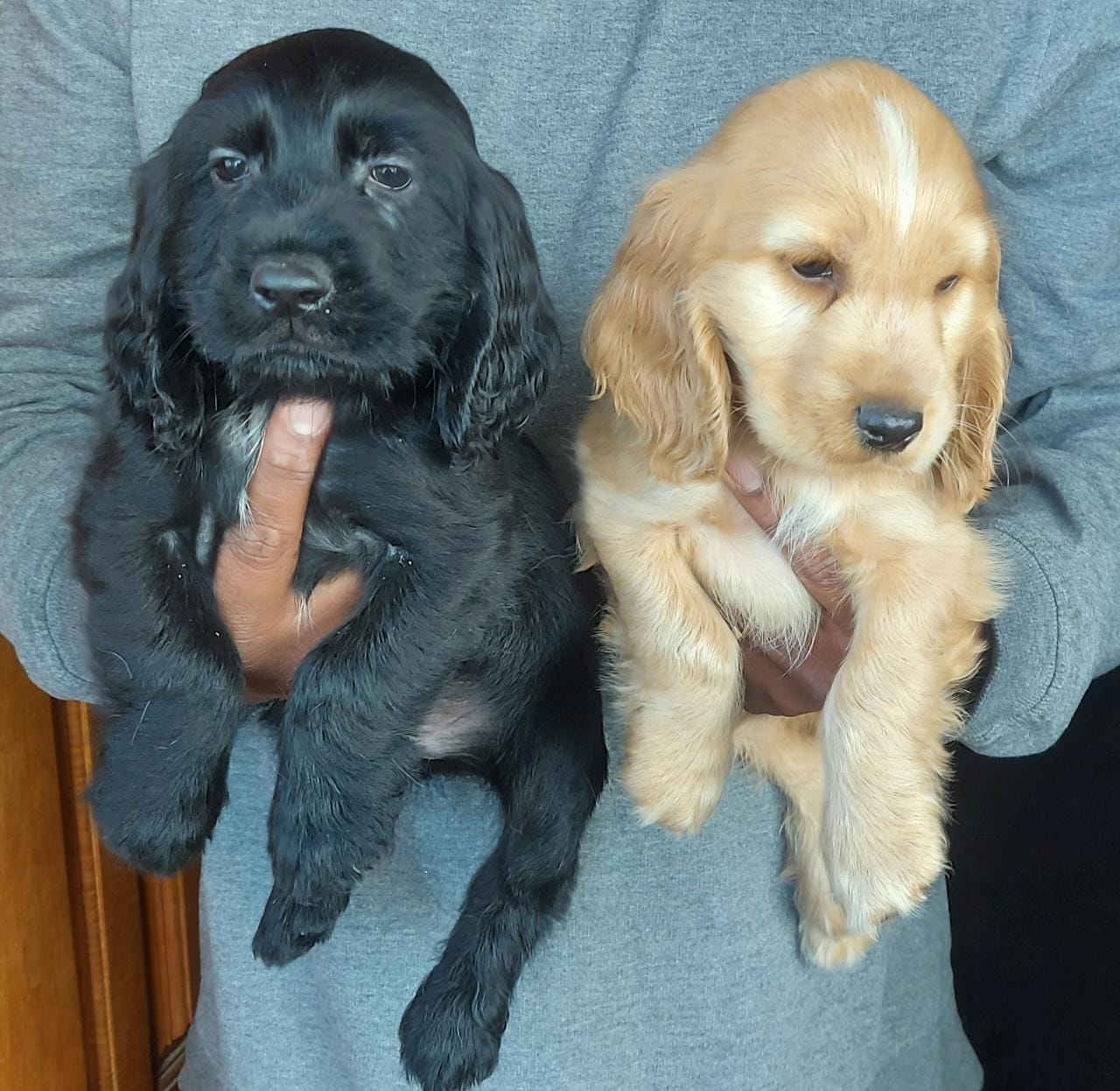 Cocker Spaniel Puppies for sale in Hyderabad